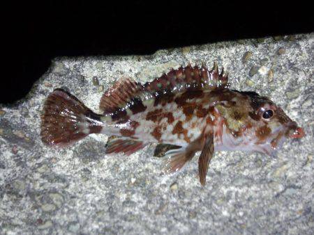 ヤット釣れたメバル