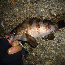 ちびメバリング