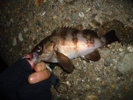 ちびメバリング