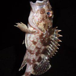 ガッシーは遊んでくれます！