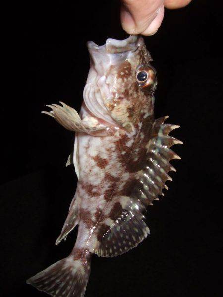 ガッシーは遊んでくれます！