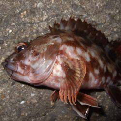 ガシラからのセイゴ