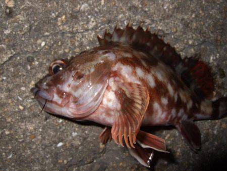 ガシラからのセイゴ