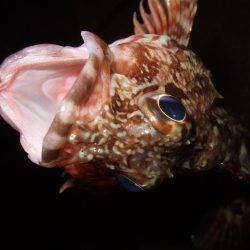 ガシラが良く釣れました。