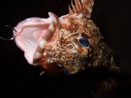 ガシラが良く釣れました。