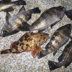 夕方～エビ撒き釣りでメバル狙い