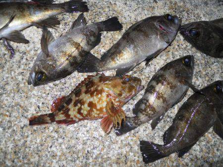 夕方～エビ撒き釣りでメバル狙い