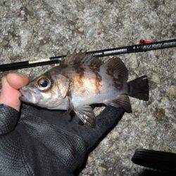 極寒メバリング