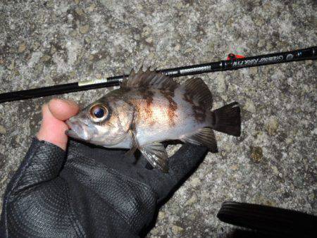 極寒メバリング