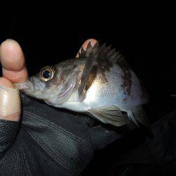 フロートで初釣果