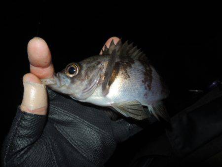 フロートで初釣果
