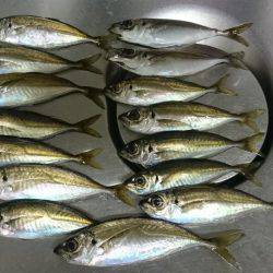 いいやんアジング