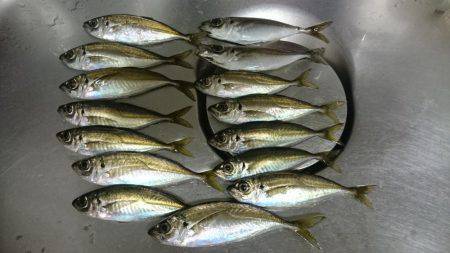 いいやんアジング