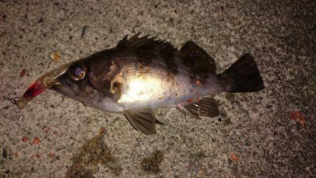 激浅メバリング