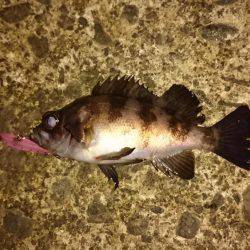 初鳴門メバリング