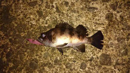 初鳴門メバリング