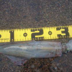 ヤリイカエギング