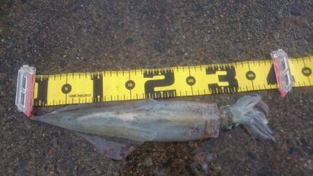 ヤリイカエギング