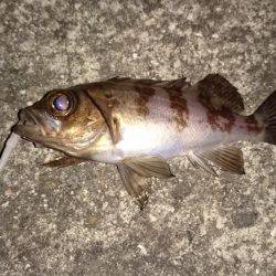 極寒メバリング