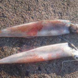 ヤリイカエギング