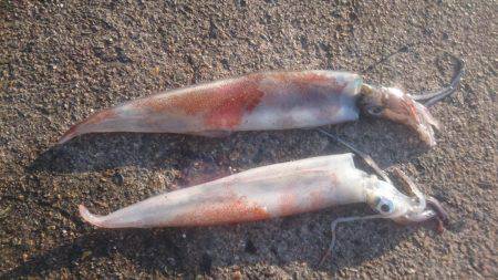 ヤリイカエギング