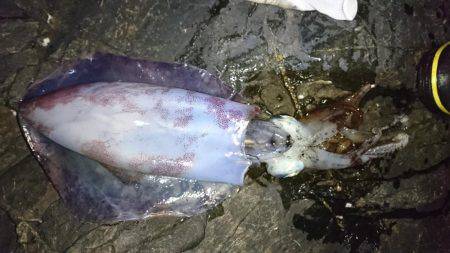 イカ釣行