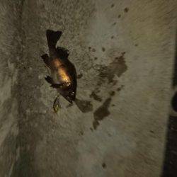 プラッキング調査