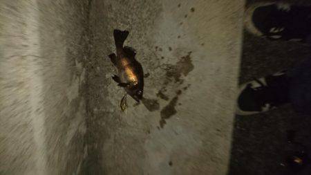 プラッキング調査