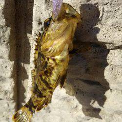 タケノコメバル