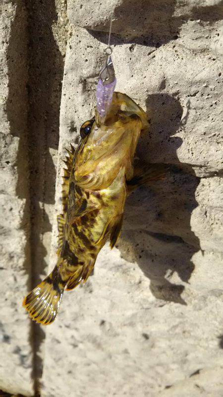 タケノコメバル