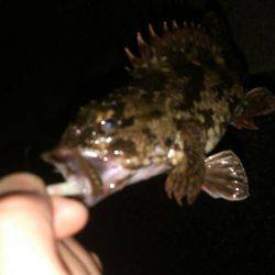 メバルorアジを求めて