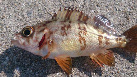 グレ狙いでしたが…