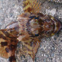 のんびりウキ釣り