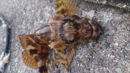 のんびりウキ釣り