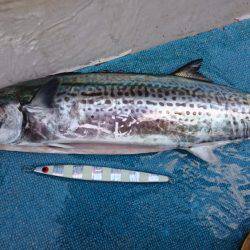 スーパーコーリンで今年の初獲物