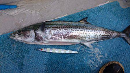スーパーコーリンで今年の初獲物