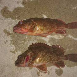 メバルはどこに？