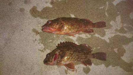 メバルはどこに？