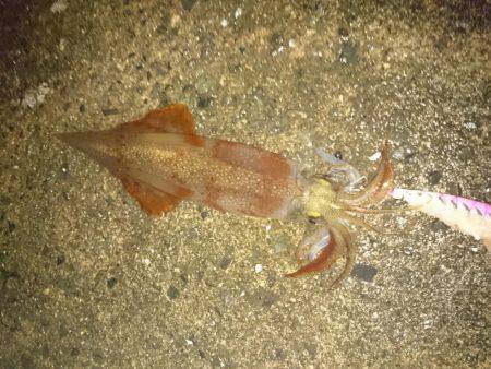 釣れる訳がない…