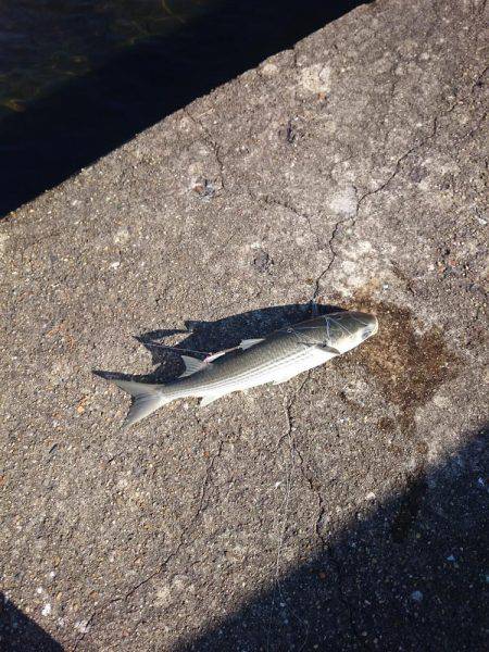 激渋の越中キス