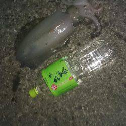 夕まずめ狙いでのアオリイカ