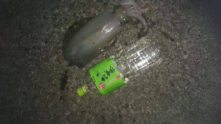 夕まずめ狙いでのアオリイカ