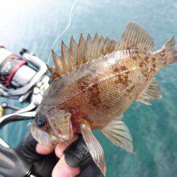 快晴メバリング