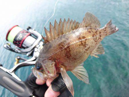 快晴メバリング