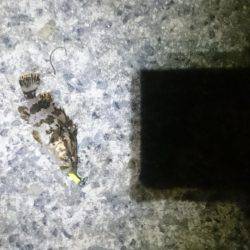 風にも負けず！