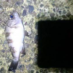 またしても強風。