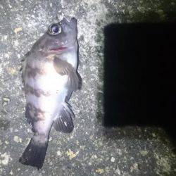 暖かいですが。