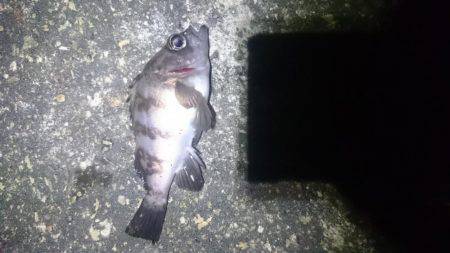 暖かいですが。