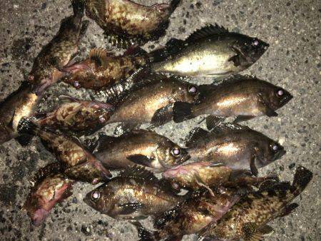 ロックフィッシュ！極寒でも釣れたらポカポカ…