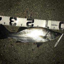 やっぱりセイゴ…